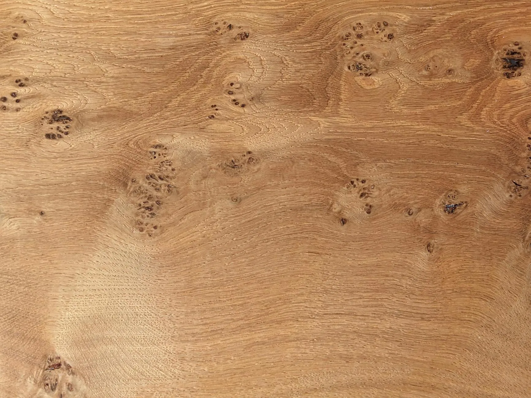 Eikenhouten plank met grove nerf en zichtbare jaarringen